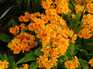  jolies fleurs jaunes